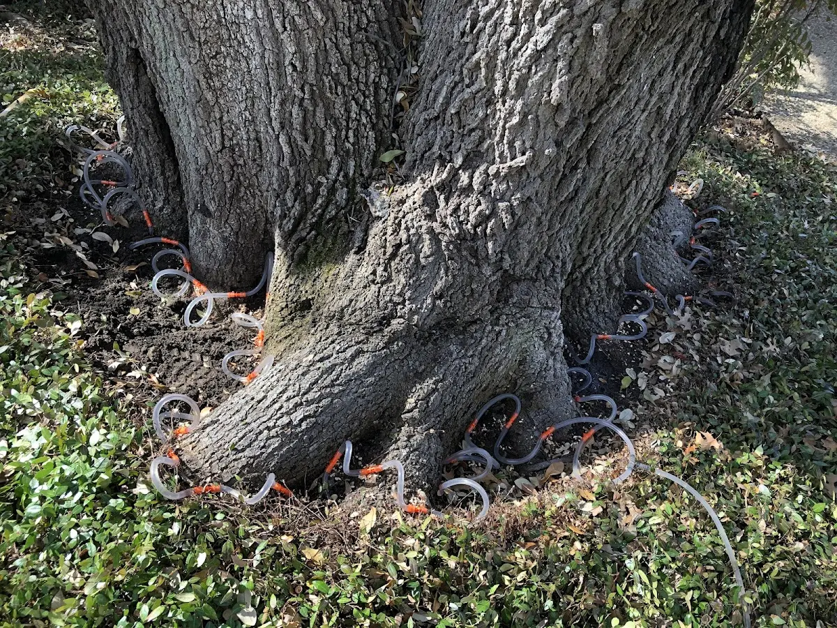 Detailed Tree Cabling and Bracing job site in Montague
