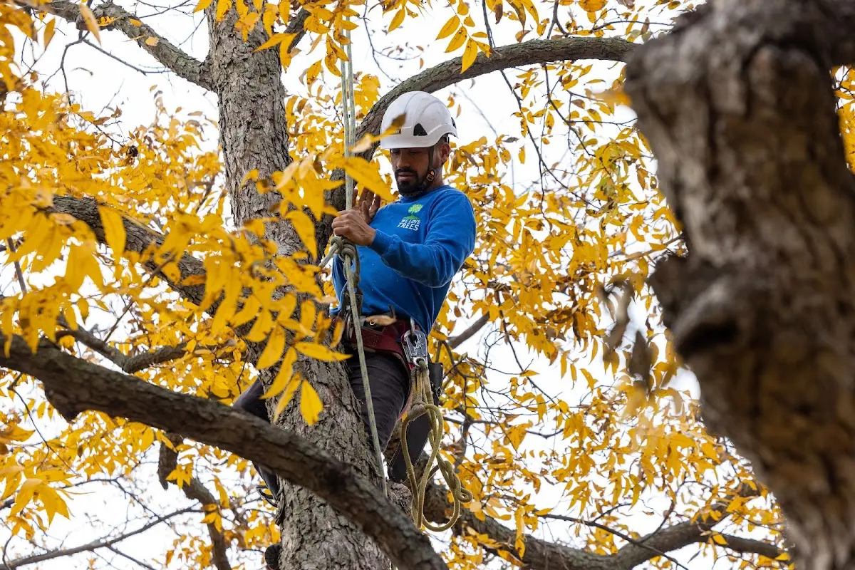 Skilled Tree Transplanting crew working in Montague